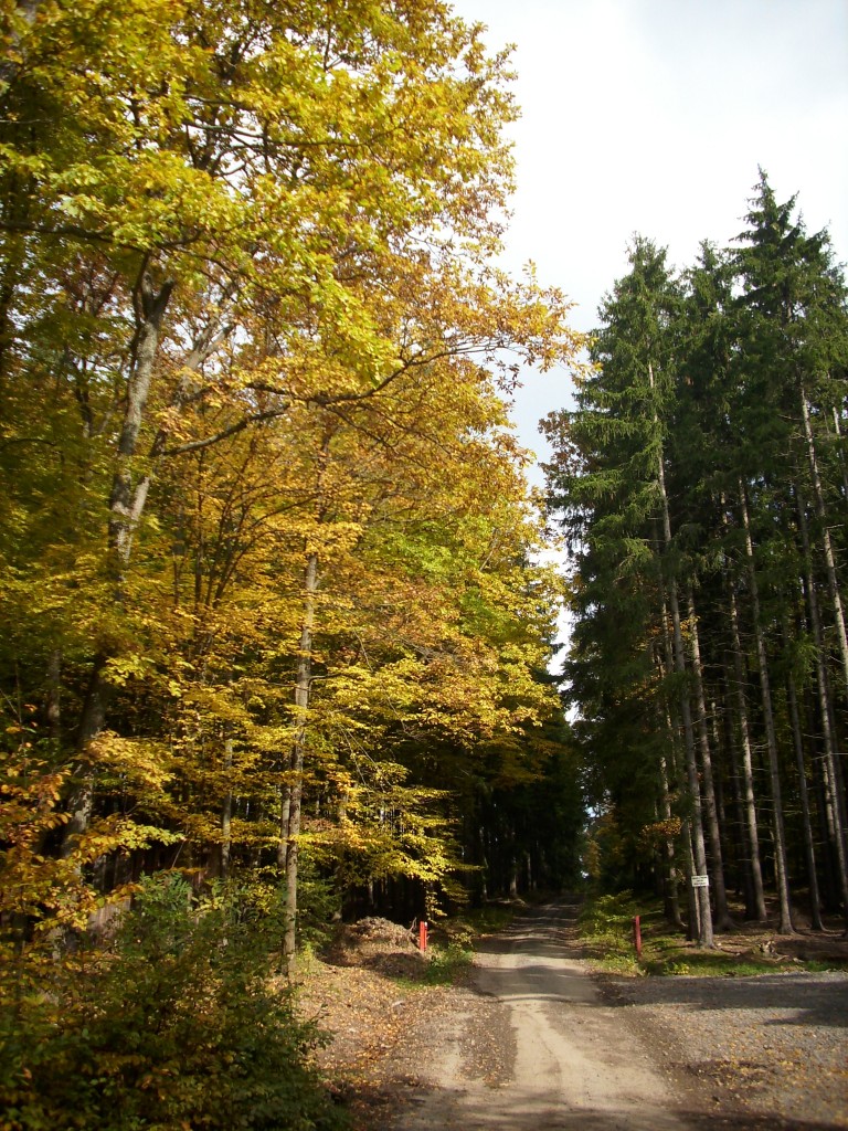 Původ našeho dřeva